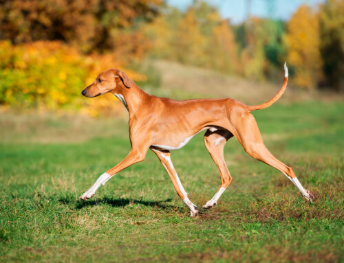 Azawakh, el galgo del Sahara