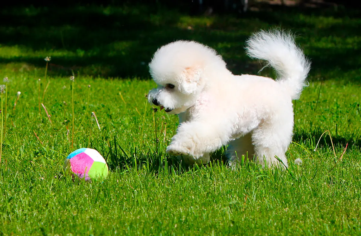 Bichón boloñés jugando con una pelota sobre el cesped Bichón boloñés jugando con una pelota sobre el cesped
