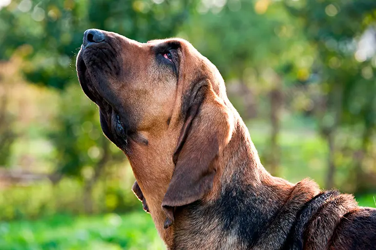 BloodHound