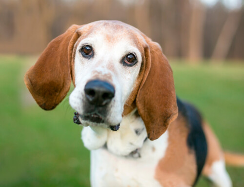 Foxhound Inglés