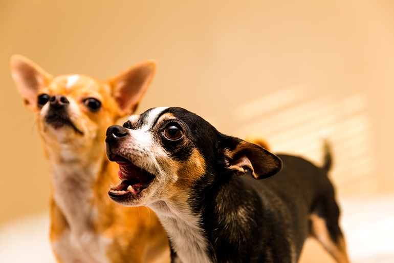 Pareja de perros ladrando