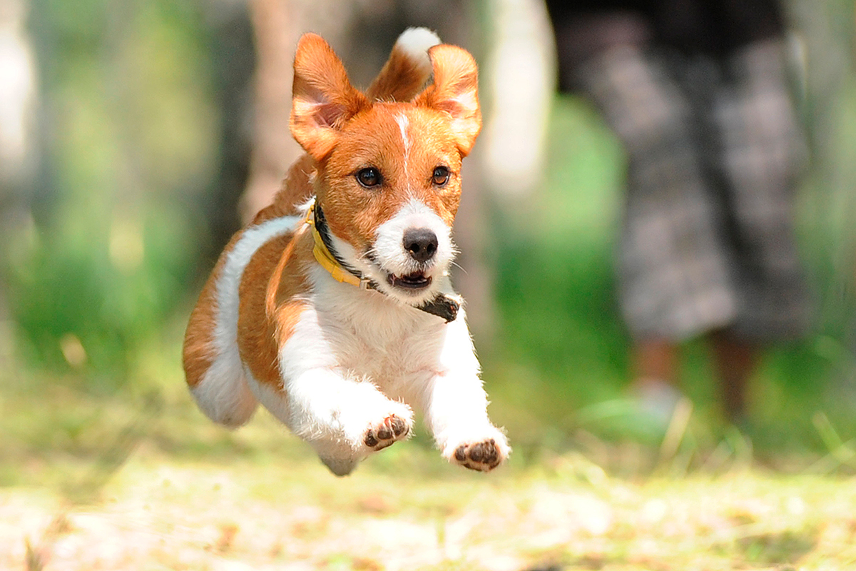 Parson Russell Terrier corriendo