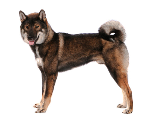 Todo sobre la raza Shikoku