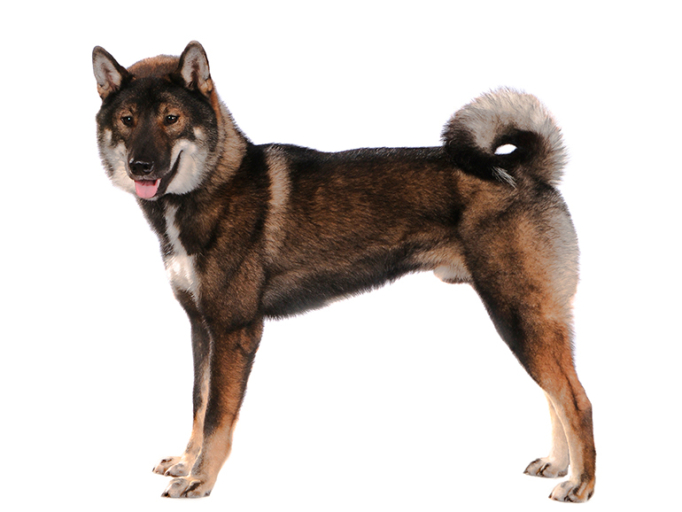 Shikoku Shikoku