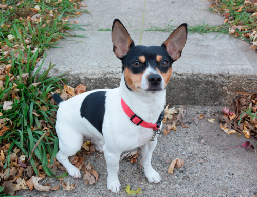 Teddy Roosevelt Terrier, un chiquitín simpático y extrovertido