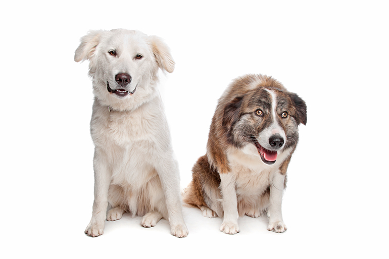 Pareja de perros Aïdi en montaña