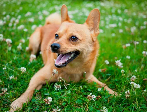 Historia de la raza Spitz Finlandés