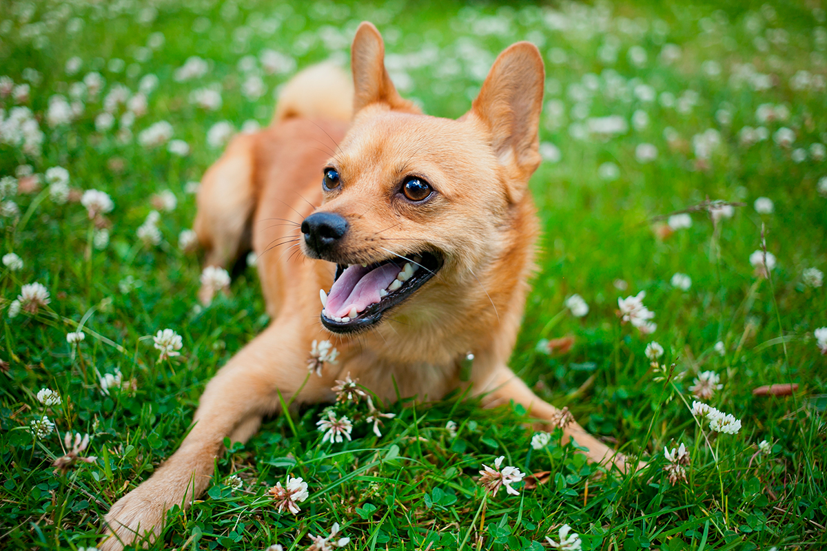 perro Spitz Finlandés