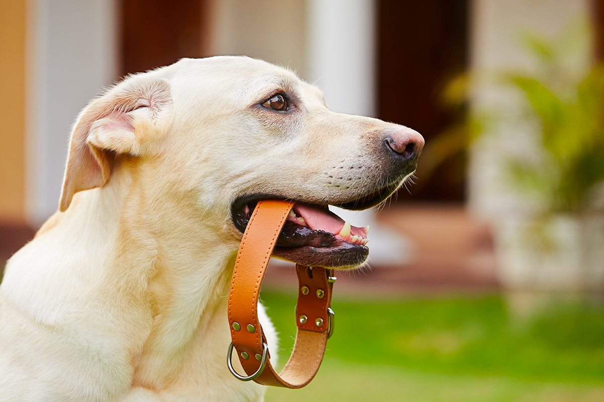 perro con el collar en la boca