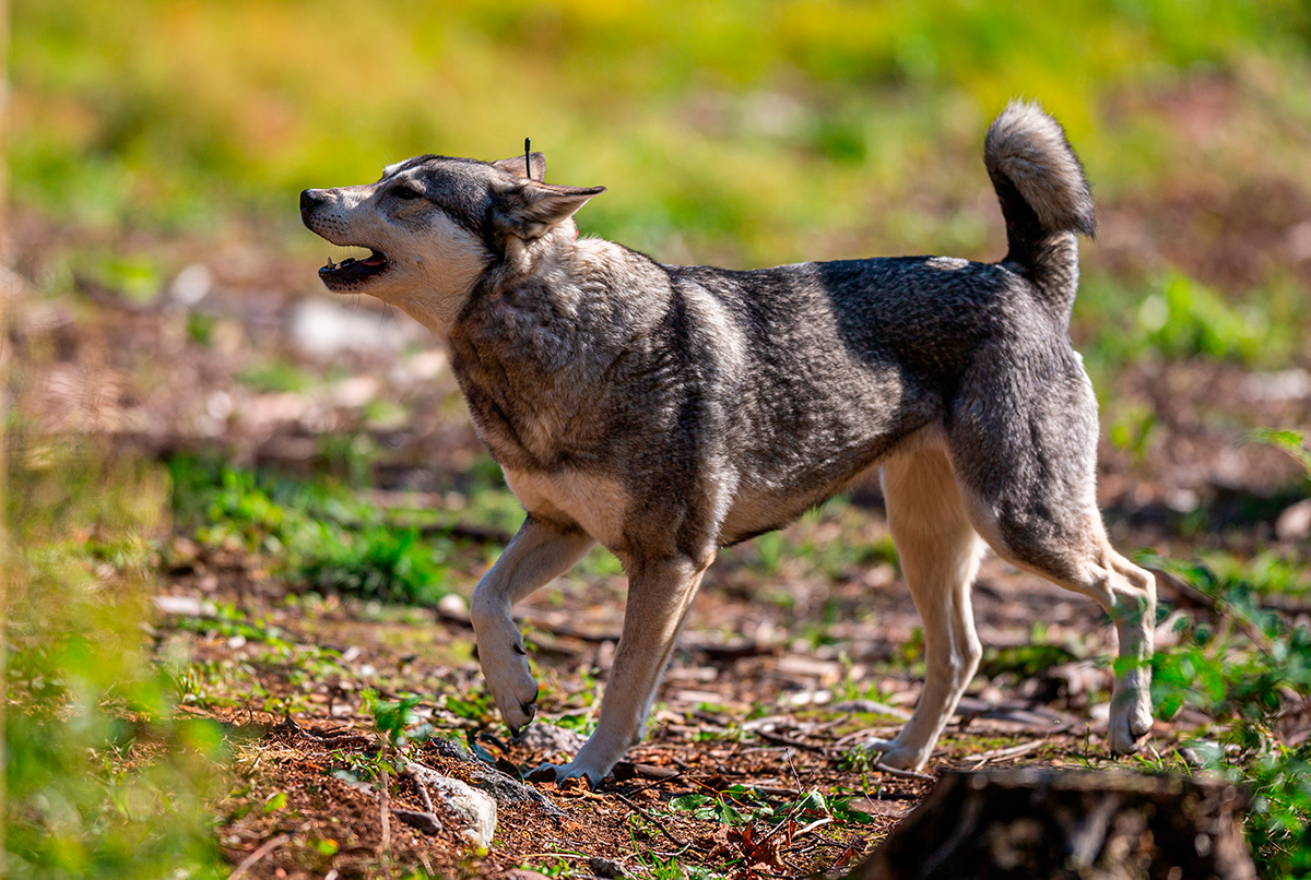 perro de raza Elkhound