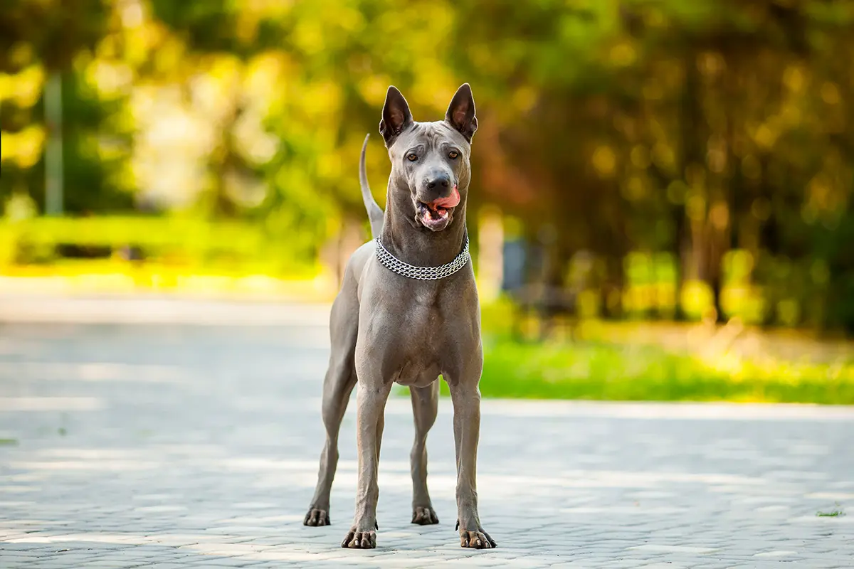 perro de raza Thai Ridgeback
