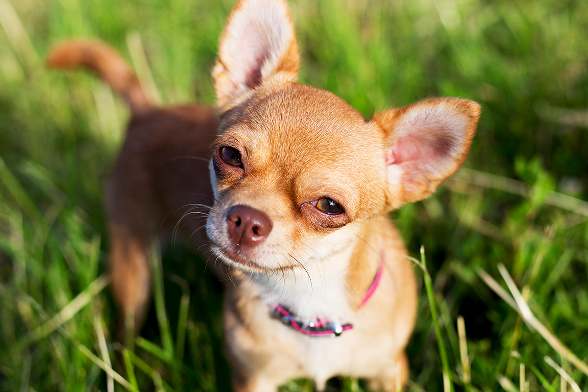 perro de raza chihuahua