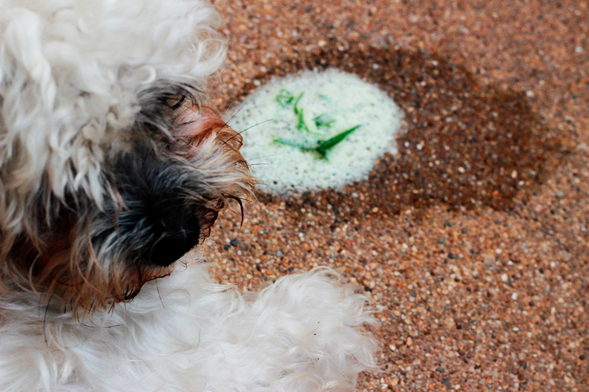 perro que ha vomitado perro que ha vomitado