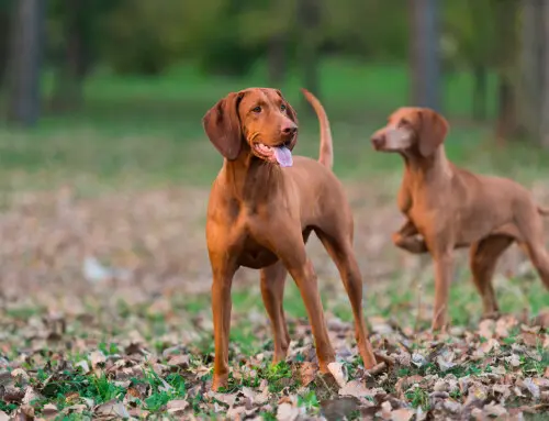 Las mejores razas de perros para la caza