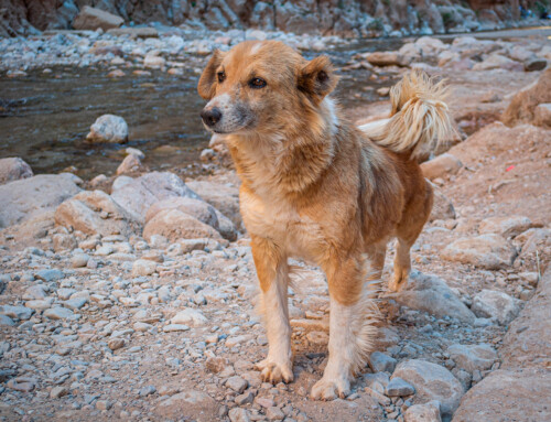 Aïdi o «Perro de las montañas del Atlas», un compañero todo terreno