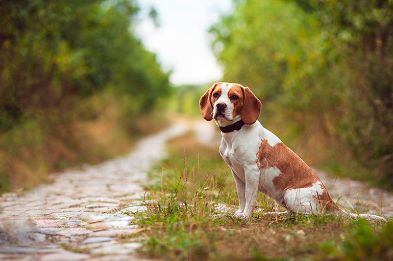 raza Foxhound inglés raza Foxhound inglés
