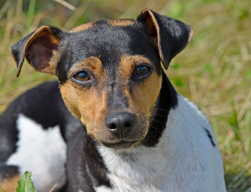 Fox Paulistinha (Terrier Brasileño)
