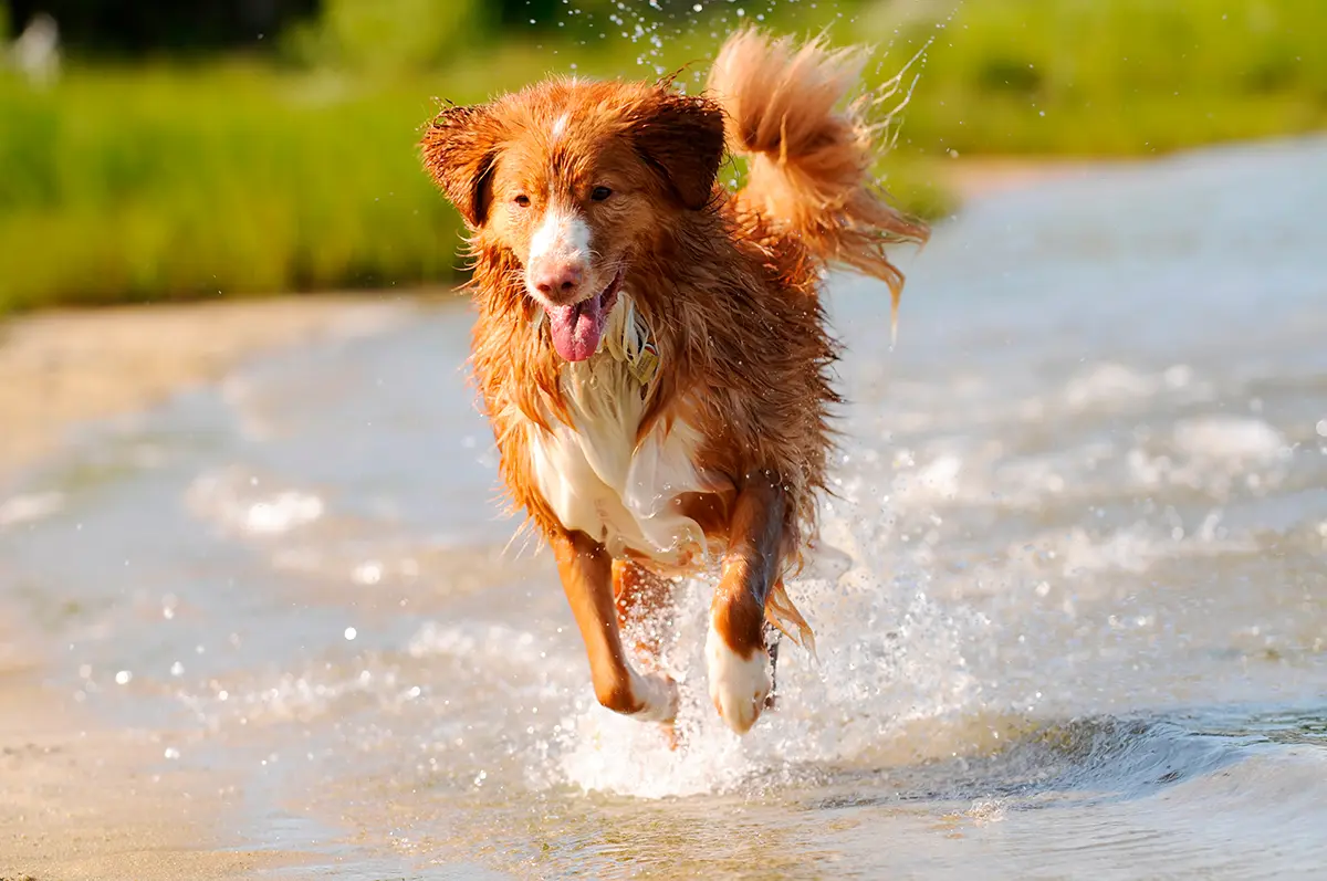 Nova Scotia Duck Tolling Retriever corriendo por el agua