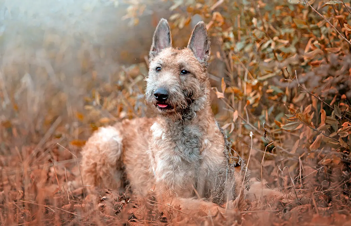 Pastor Belga Laekenois Pastor Belga Laekenois