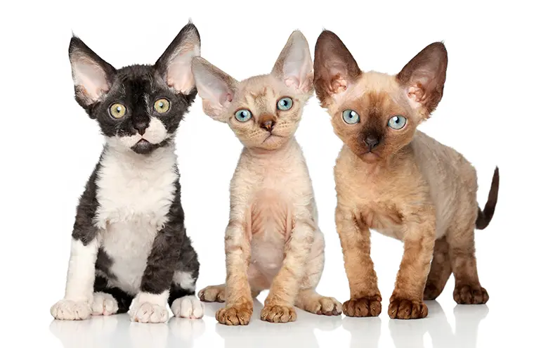 cachorros de gato Devon rex