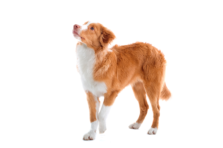 Características físicas del Nova Scotia Duck Tolling Retriever