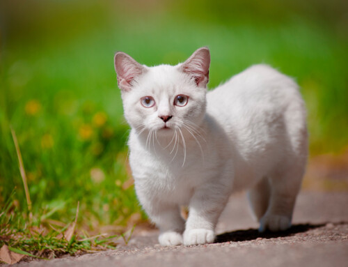 Estándar de la raza Munchkin