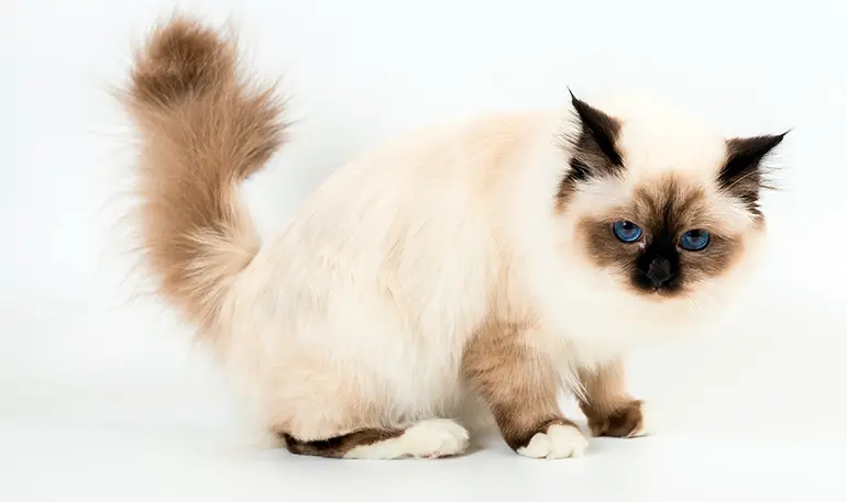 físico del Sagrado de Birmania