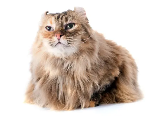 Historia de la raza Curl Americano