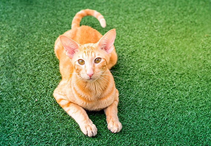 gato Javanés sobre el jardín