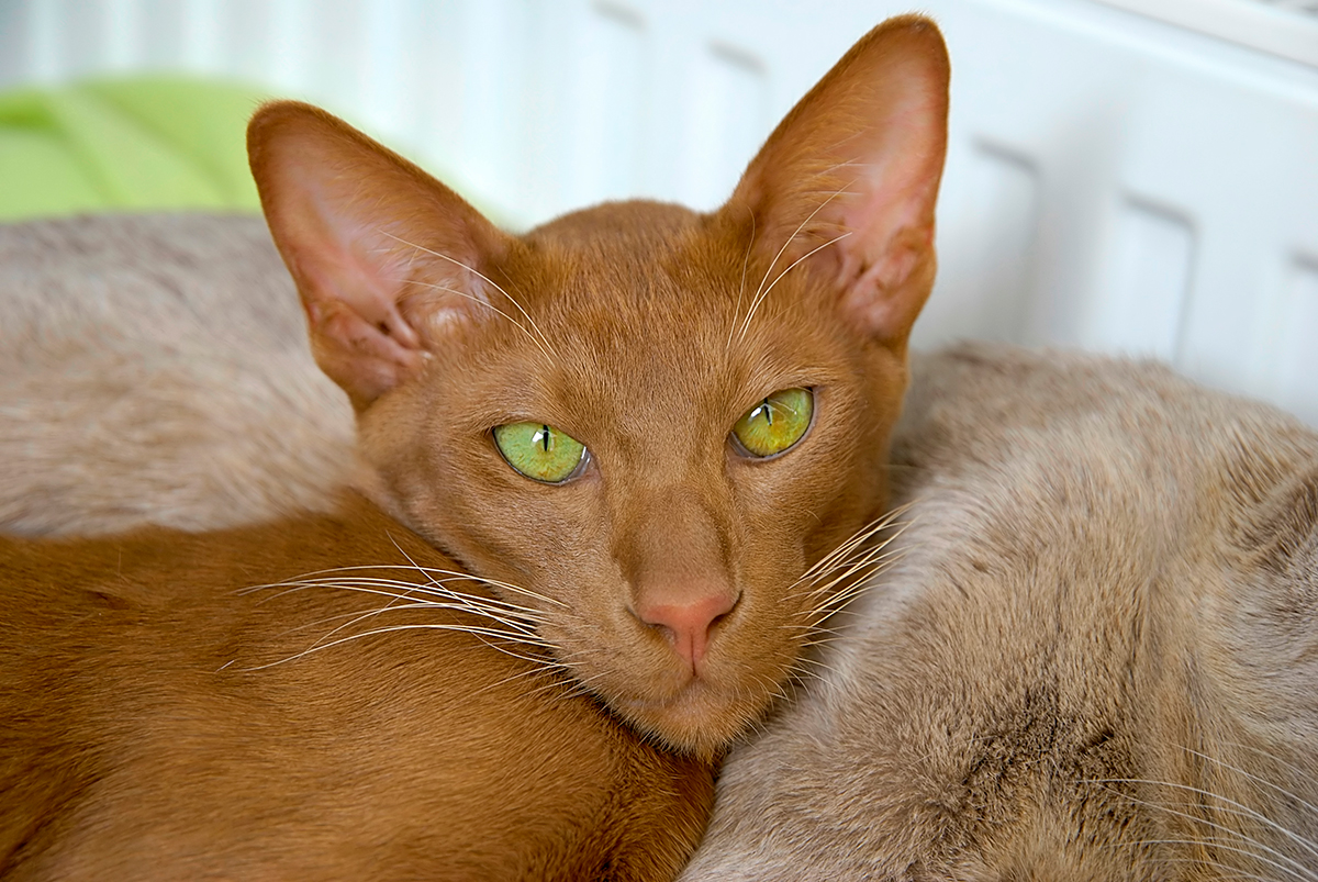 gato Javanés