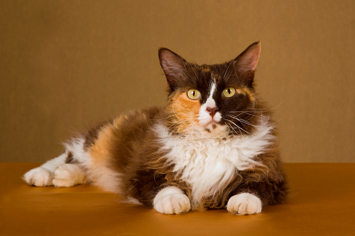 gato LaPerm gato LaPerm