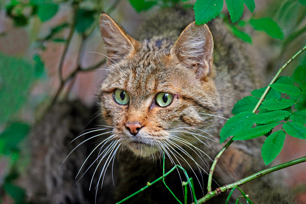 gato montés