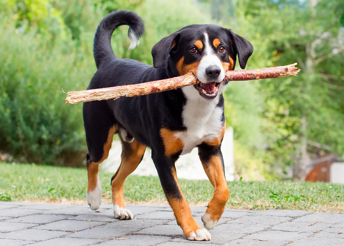 perro Boyero de Appenzell