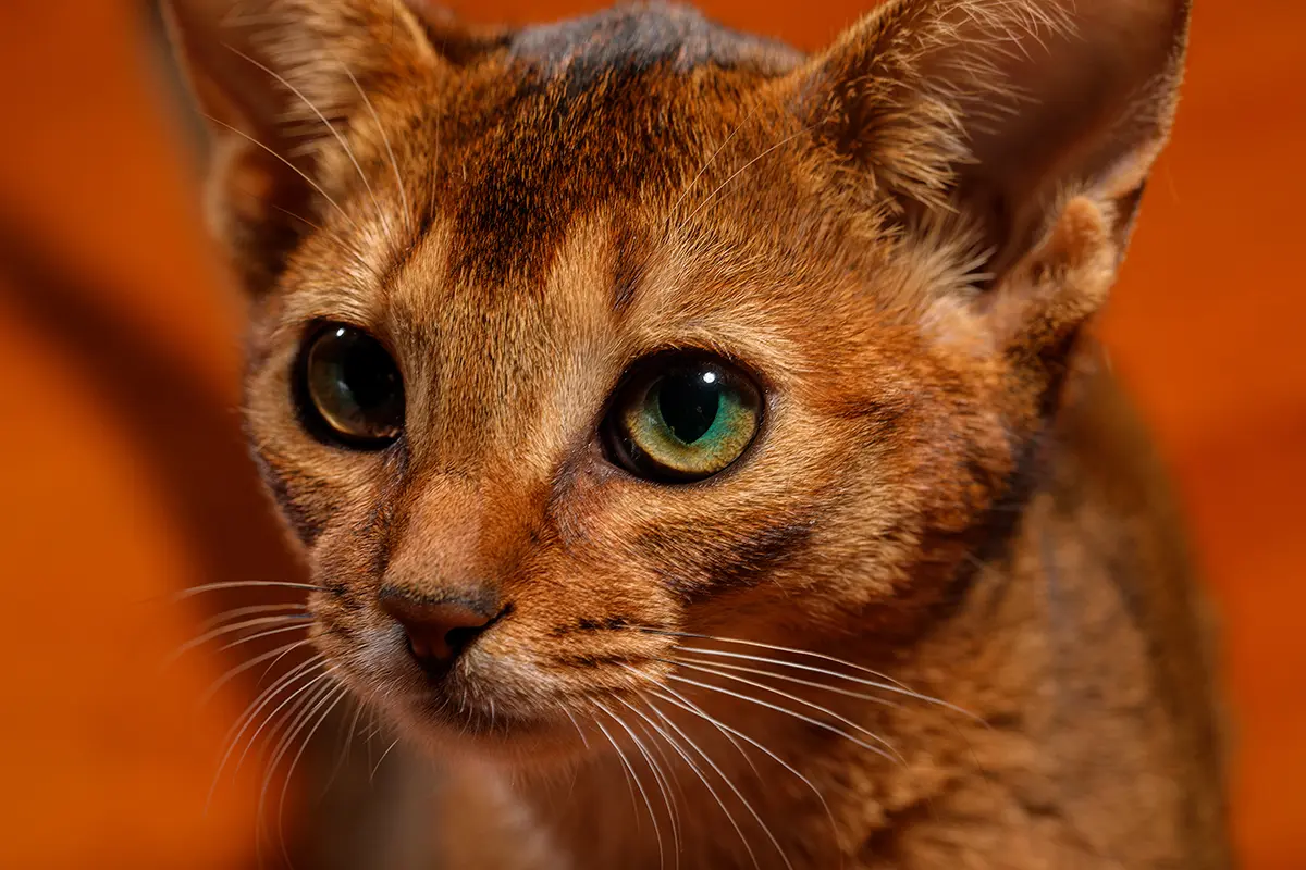 raza de gato Chausie