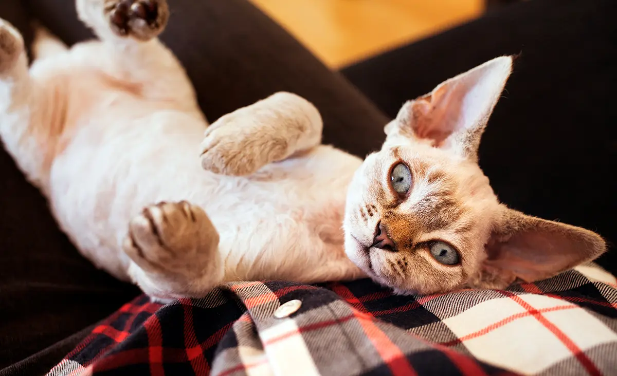 raza felina Devon rex