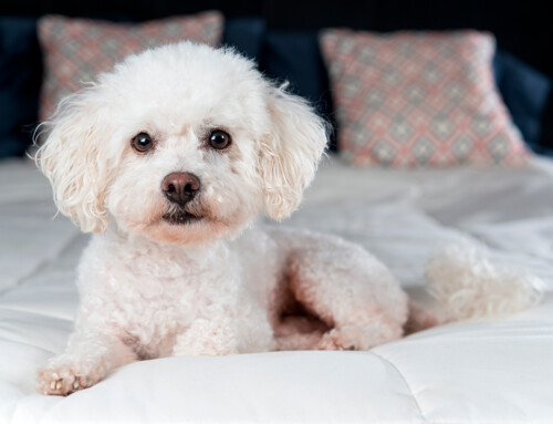 Bichón Frisé