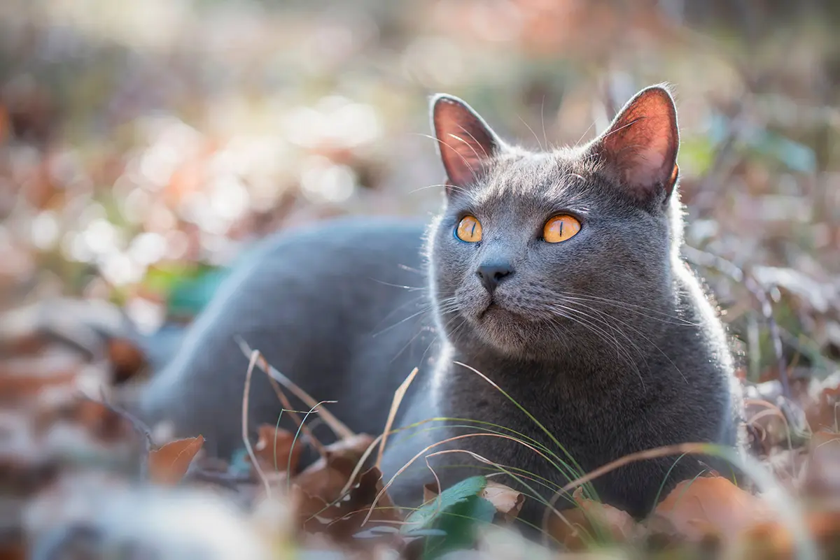 Gato Chartreux tumbado sobre el bosque