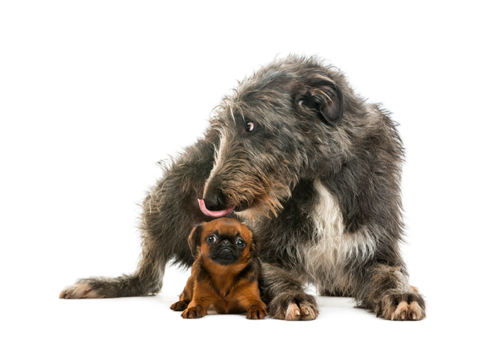 Lebrel Escocés junto a un perro de raza pequeña