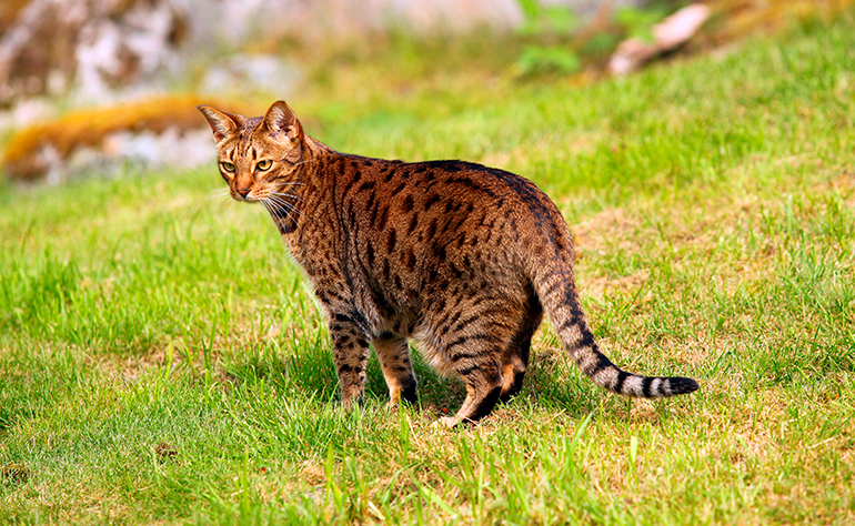 Ocicat sobre la hierba