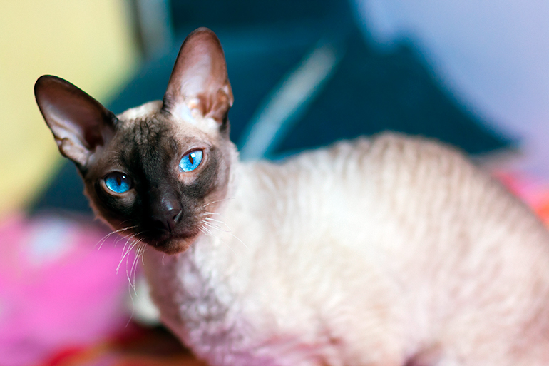 Peterbald de ojos azules