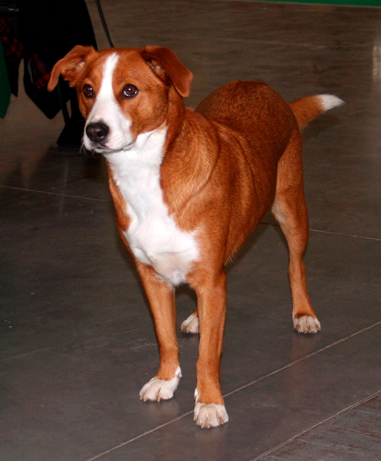 Pinscher Austríaco