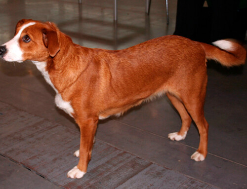 El Pinscher Austríaco