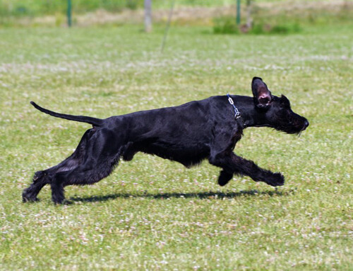 Schnauzer Gigante