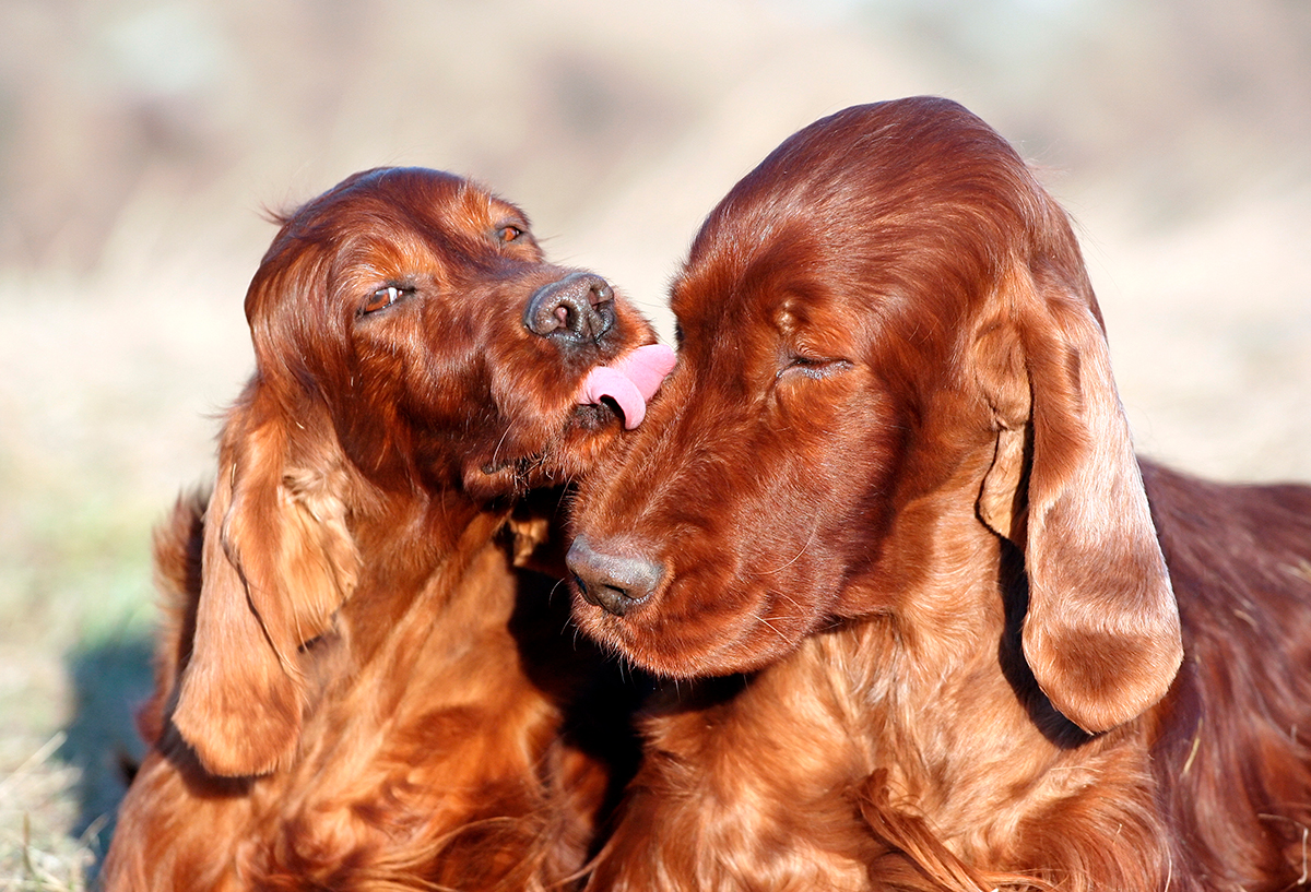 Setter Irlandes Rojo con su cachorro Setter Irlandes Rojo con su cachorro