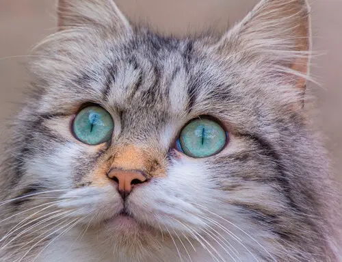 Diferencias entre el gato Manx y el Bobtail