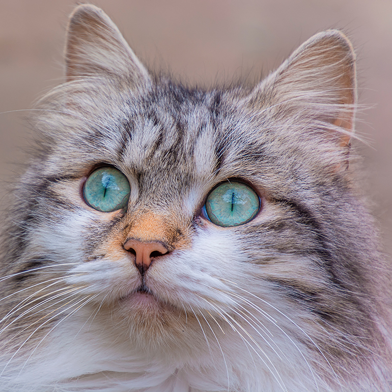 cara del gato Manx cara del gato Manx
