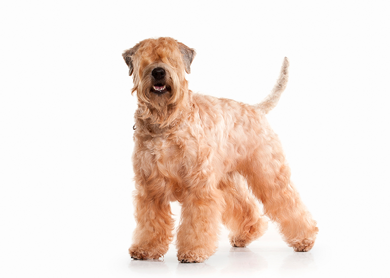 Características del Soft Coated Wheaten Terrier Irlandés