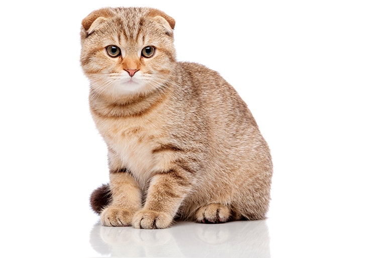 fisico del Scottish fold fisico del Scottish fold