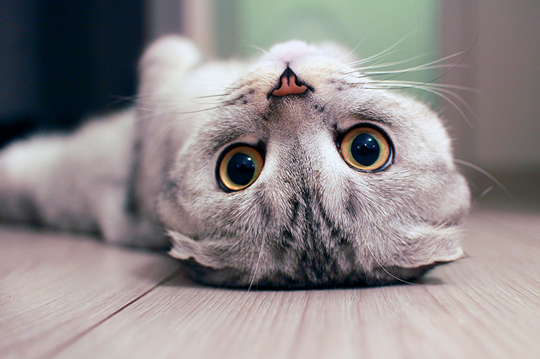 gato Scottish fold opbservando a su humano