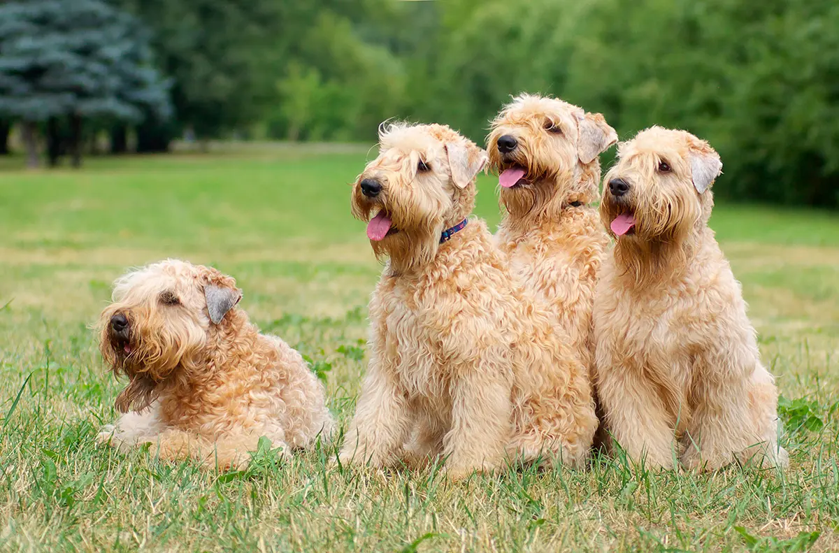 manada de Soft Coated Wheaten Terrier Irlandes manada de Soft Coated Wheaten Terrier Irlandes